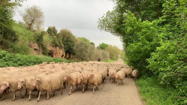 A big flock of sheeps walking on the road in the country
