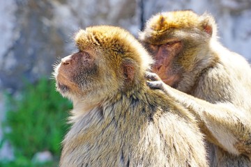 View of two wild Barbary Macaque monkeys grooming each other at the top of the Rock of Gibraltar