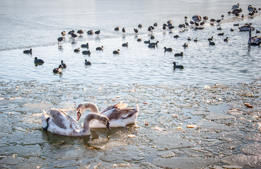 łabędzie i kaczki na zamarzniętym jeziorze