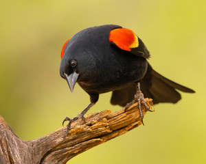 Red-winged blackbird on perch