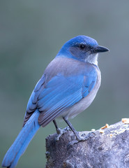 Woodhouse scrub jay on perch
