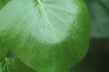 Fototapeta na wymiar splending green leaf 