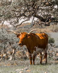 Longhorn standing in ranch pasture