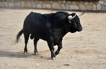 toro negro bravo español en plaza de toros