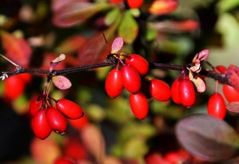 A branch with Cornus Mas fruit