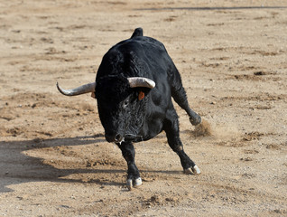 toro bravo español corriendo en una plaza de toros en un tradicional espectaculo en españa