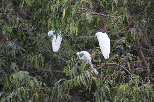 stork on tree
