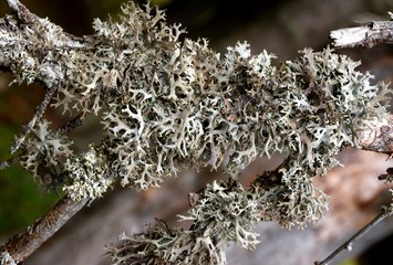 branch with lichens