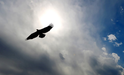 Eagle silhouetted against the sun