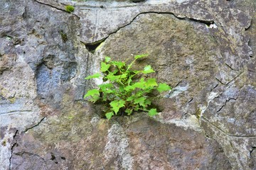 a plant grows out of a stone wall
