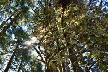 Dimple Hill Corvallis Oregon Mountains Forest Moss Light