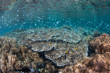 Naklejka na ściany i meble A school of damselfish flutter above beautiful corals in shallow water amid the remote islands of Raja Ampat, Indonesia. This equatorial region is possibly the center for marine biodiversity.