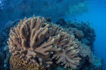 Naklejka na ściany i meble Beautiful corals thrive in shallow water amid the remote islands of Raja Ampat, Indonesia. This equatorial region is possibly the center for marine biodiversity.