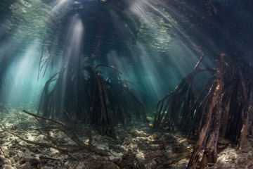 Beams of sunlight descend into a shadowed mangrove forest amid the tropical islands of Raja Ampat, Indonesia. This equatorial region is possibly the center for marine biodiversity.