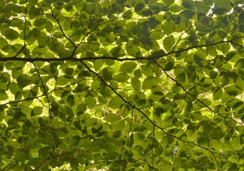 green leaves background