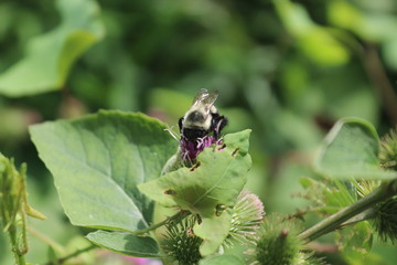 buzzing around 