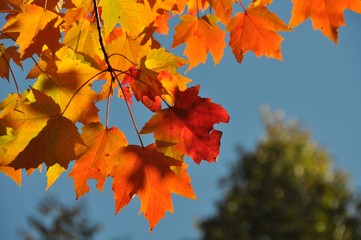 Fiery Orange and Red Leaves on Branch