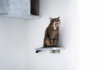 tired tabby domestic shorthair cat sitting on DIY cat furniture shelf board in front of pet cave attached to white wall yawning