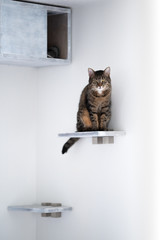 tabby domestic shorthair cat sitting on DIY cat furniture shelf board in front of pet cave attached to white wall looking at camera tiredly