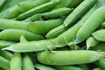 Pods of freshly picked green peas close-up