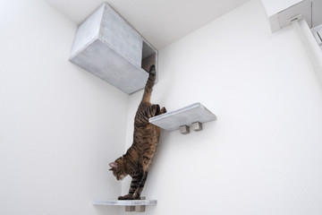 tabby domestic shorthair cat coming down from diy pet cave with shelf boards attached to white wall...