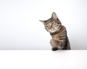 Studio shot of a tabby domestic shorthair cat isolated on white background banner with copy space...