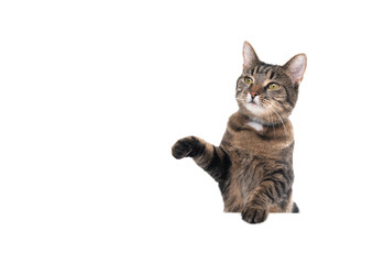 Studio shot of a tabby domestic shorthair cat isolated on white background leaning on banner with...