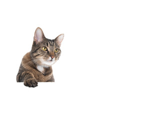 Studio shot of a tabby domestic shorthair cat isolated on white background banner with copy space putting single paw on table looking to the side