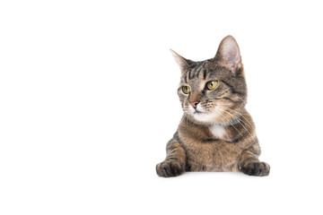 Studio shot of a tabby domestic shorthair cat isolated on white background banner with copy space putting paws on table looking to the side