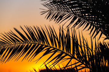 Palm branches