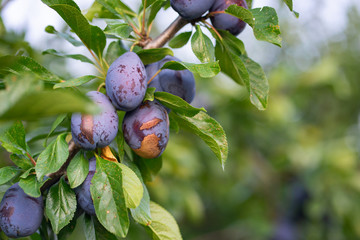 Close up on the ripe plums on the branch of the plum tree in the orchard plantation