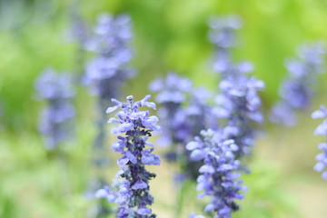 Obraz premium LAVANDAS AZULES EN MEDIO DEL CAMPO CON SUAVE BOKEH, AZUL, MORADO, DESENFOQUE, FLORES, BOKEH, DREAMY, SOFT, VINTAGE, BLUE, lavandula, violacea, morada