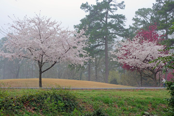 Flowering Spring Trees, Arkansas