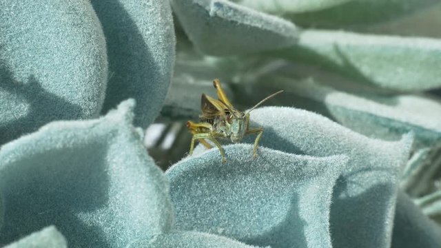 Close up of grasshopper staring into camera