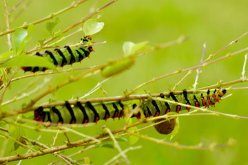 oruga
