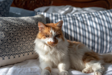 Orange and white cat laying on the bed