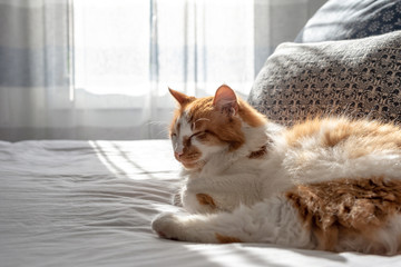 Naklejka premium Orange long hair cat napping in the sunlight