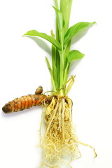 turmeric root plant/green leaves with root isolated on white background 