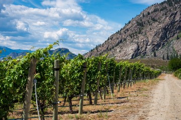 Fototapeta na wymiar Desert vineyards near Osoyoos, South Okanagan Valley, British Columbia, Canada.