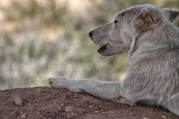 Arctic Wolf. Partial image and laying on ground with mouth slightly open. Facing left.