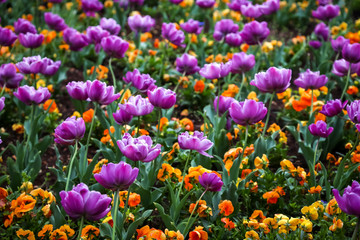 Fototapeta premium Group of flowers