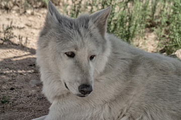 Arctic Wolf. Partial image with a closeup of the head with eyes showing and looking to the right.