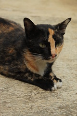 wild black and orange fur cat sitting on the ground