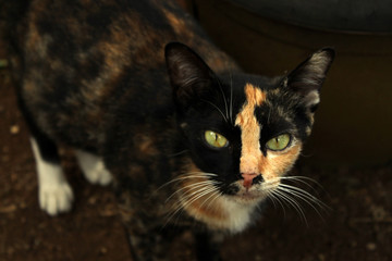 wild black and orange fur cat
