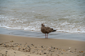 seagull on the beach