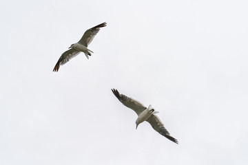 flying seagulls
