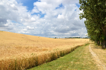 Obraz premium landscape with wheat field