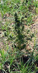 Big and healthy fresh CBD hemp bud on marijuana field