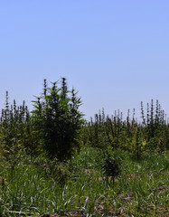 Fresh agricultural cannabis and marijuana are growing in the countryside