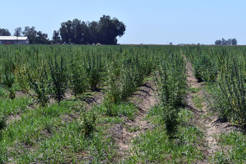 Fototapeta na wymiar Marijuana CBD hemp plants field. Medicinal and recreational marijuana plants